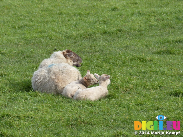 FZ003600 Ewe with lambs